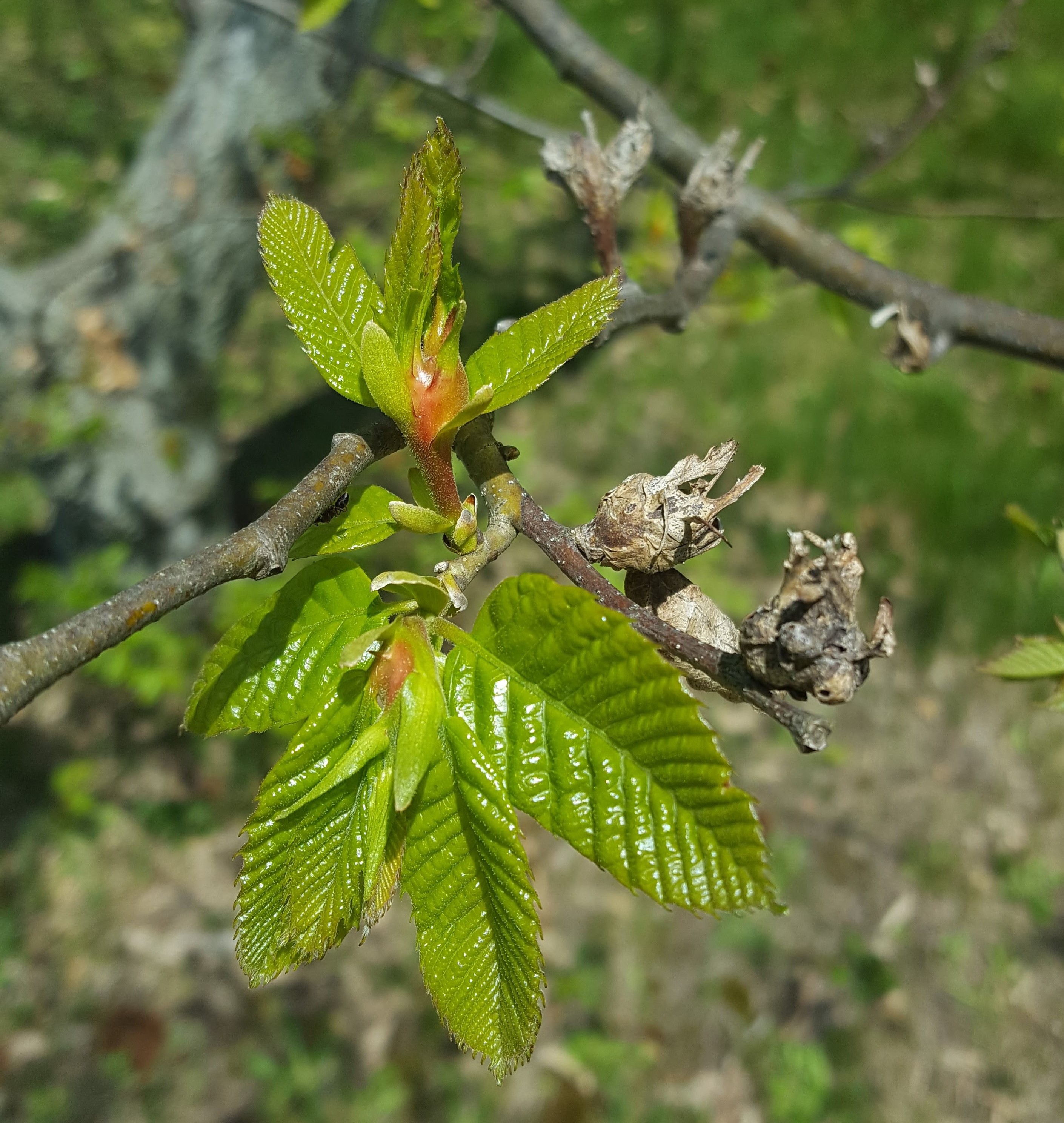 Asian chestnut gall wasp